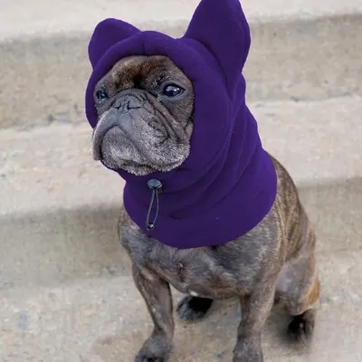 Gorro para Perro
